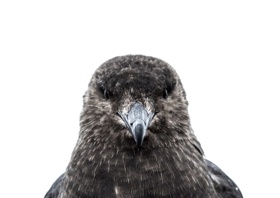 Angel Grimaldi Antarctica Arctic Polar Guide