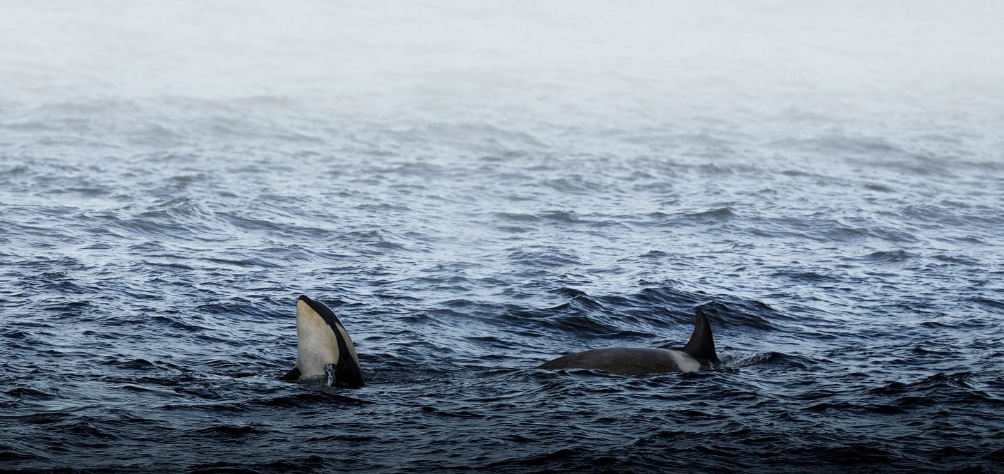 Angel Grimaldi Antarctica Arctic Polar Guide orca