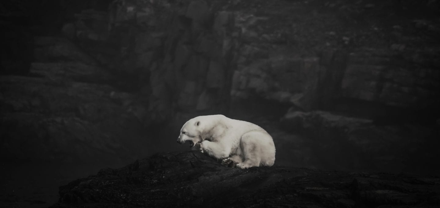 Angel Grimaldi Antarctica Arctic Polar Guide bear
