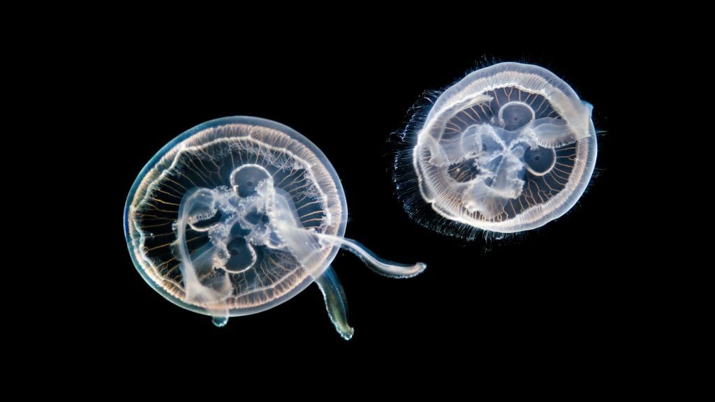 Birth of a jellyfish Why blooms are on the increase in the