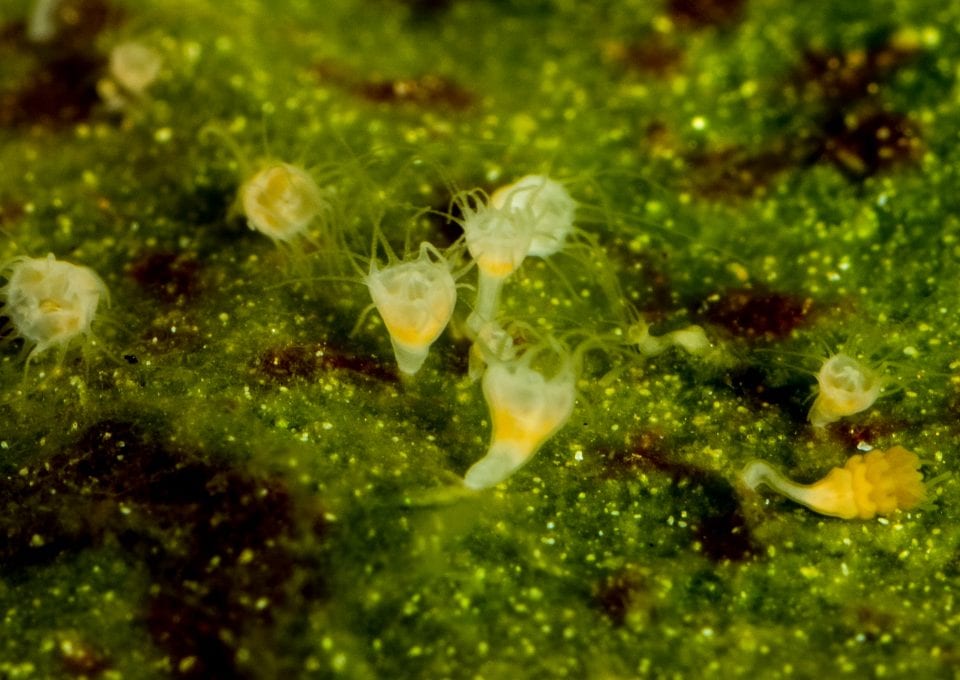 jellyfish blooms polyps birth