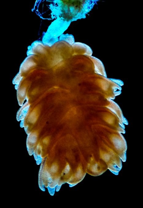 jellyfish blooms polyps birth