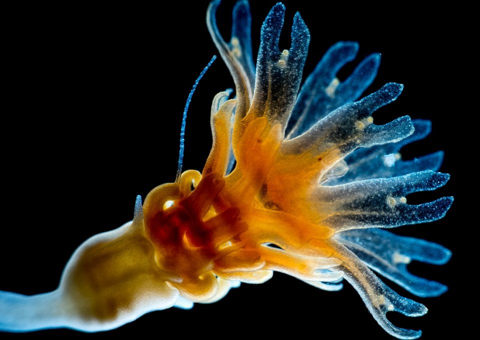 jellyfish blooms polyps birth