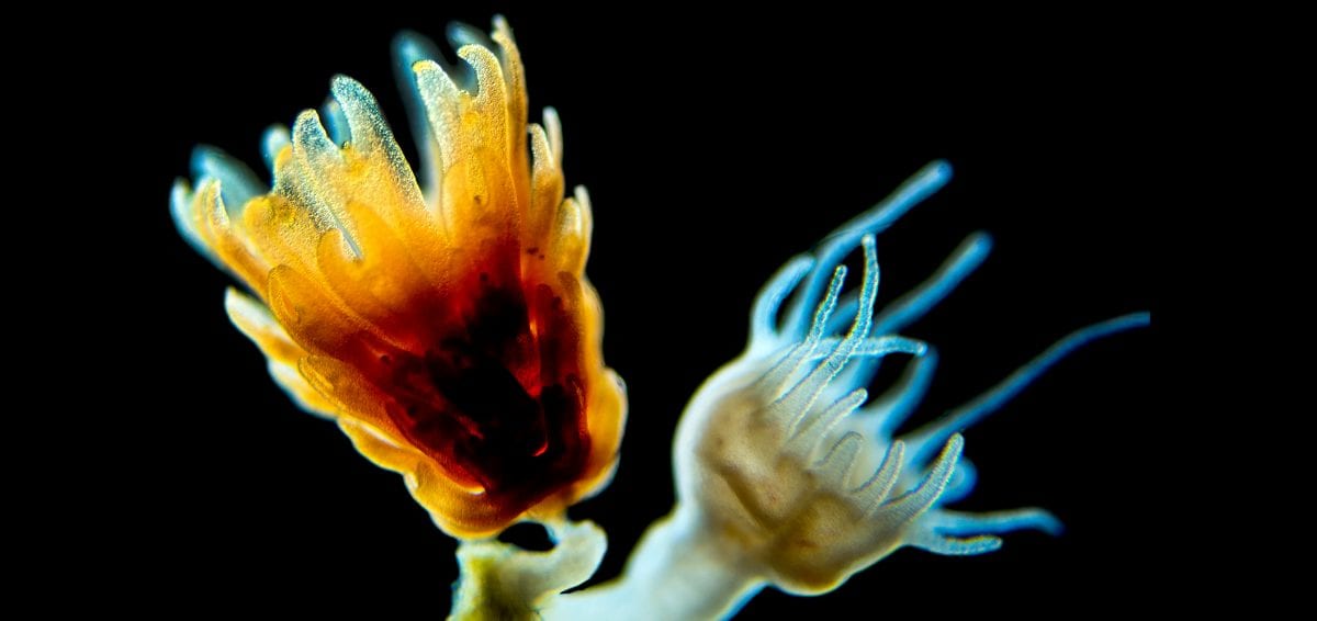 Birth of a jellyfish Why blooms are on the increase in the