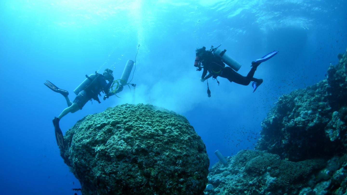 nutrients ocean coral bleaching