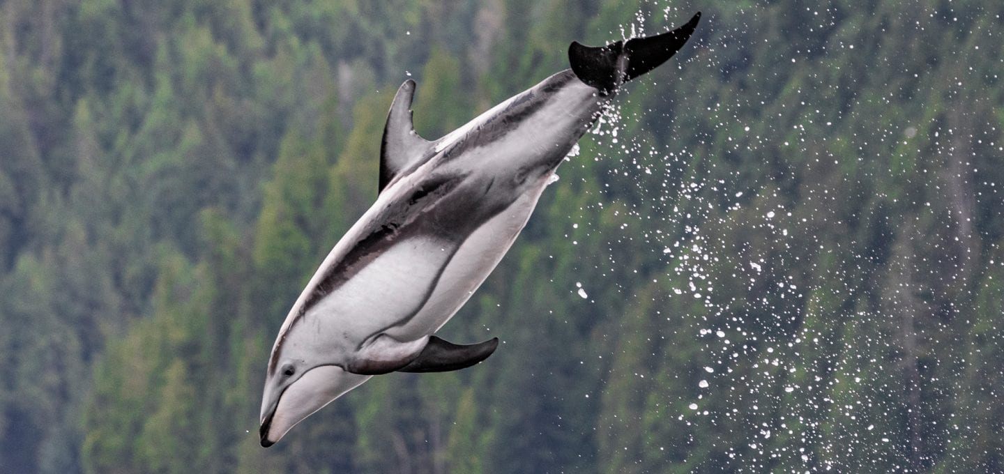 Pacific white-sided dolphins British Columbia Canada
