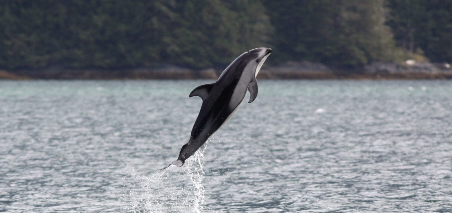Pacific white-sided dolphins British Columbia Canada