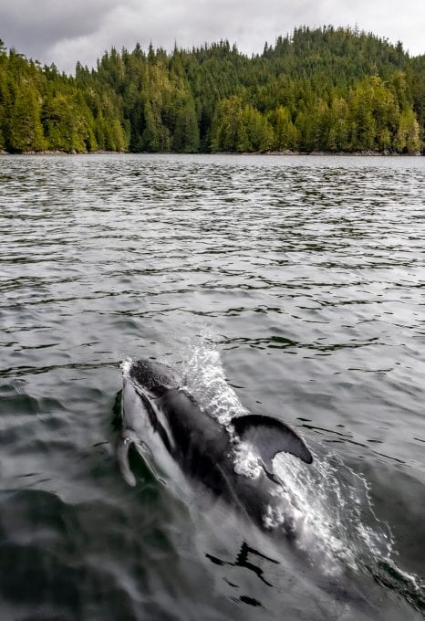 Pacific white-sided dolphins British Columbia Canada