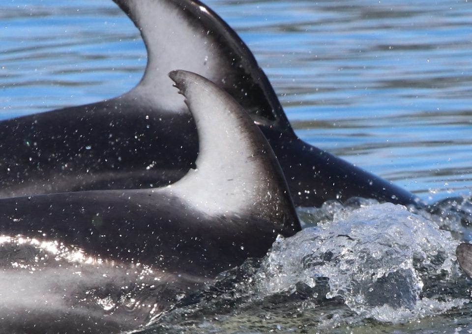 Pacific white-sided dolphins British Columbia Canada fin
