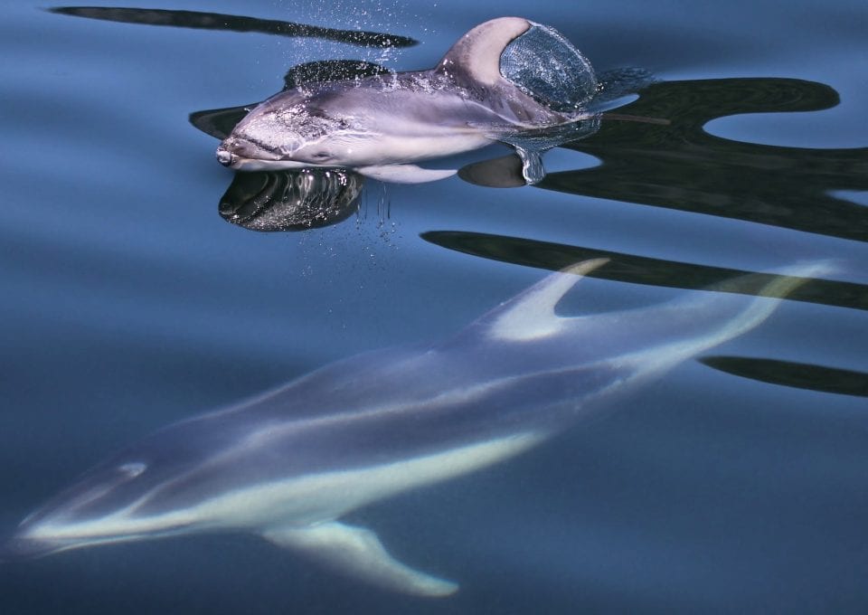 Pacific white-sided dolphins British Columbia Canada