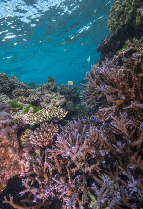 The Great Sea Reef Fiji WWF coral reef