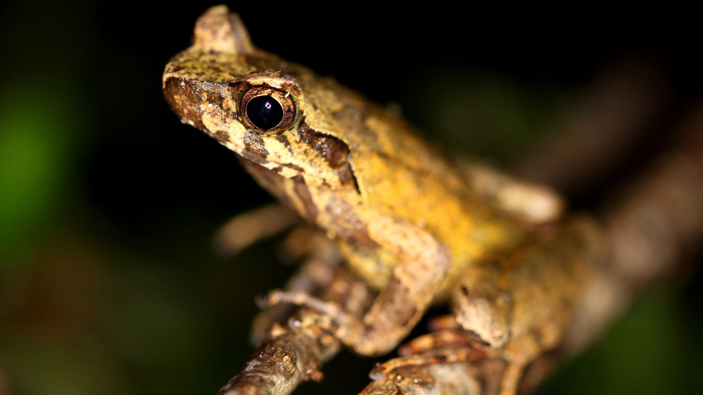 Asian horned frogs