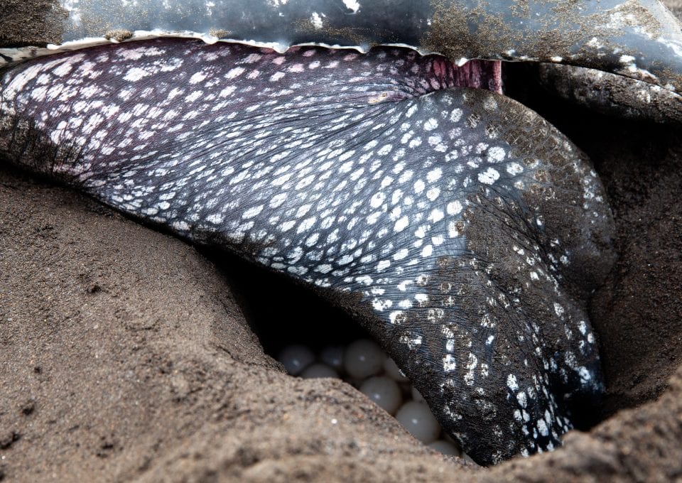 Leatherback turtle project eggs