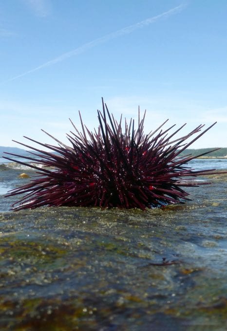 Vancouver sea otters red urchin