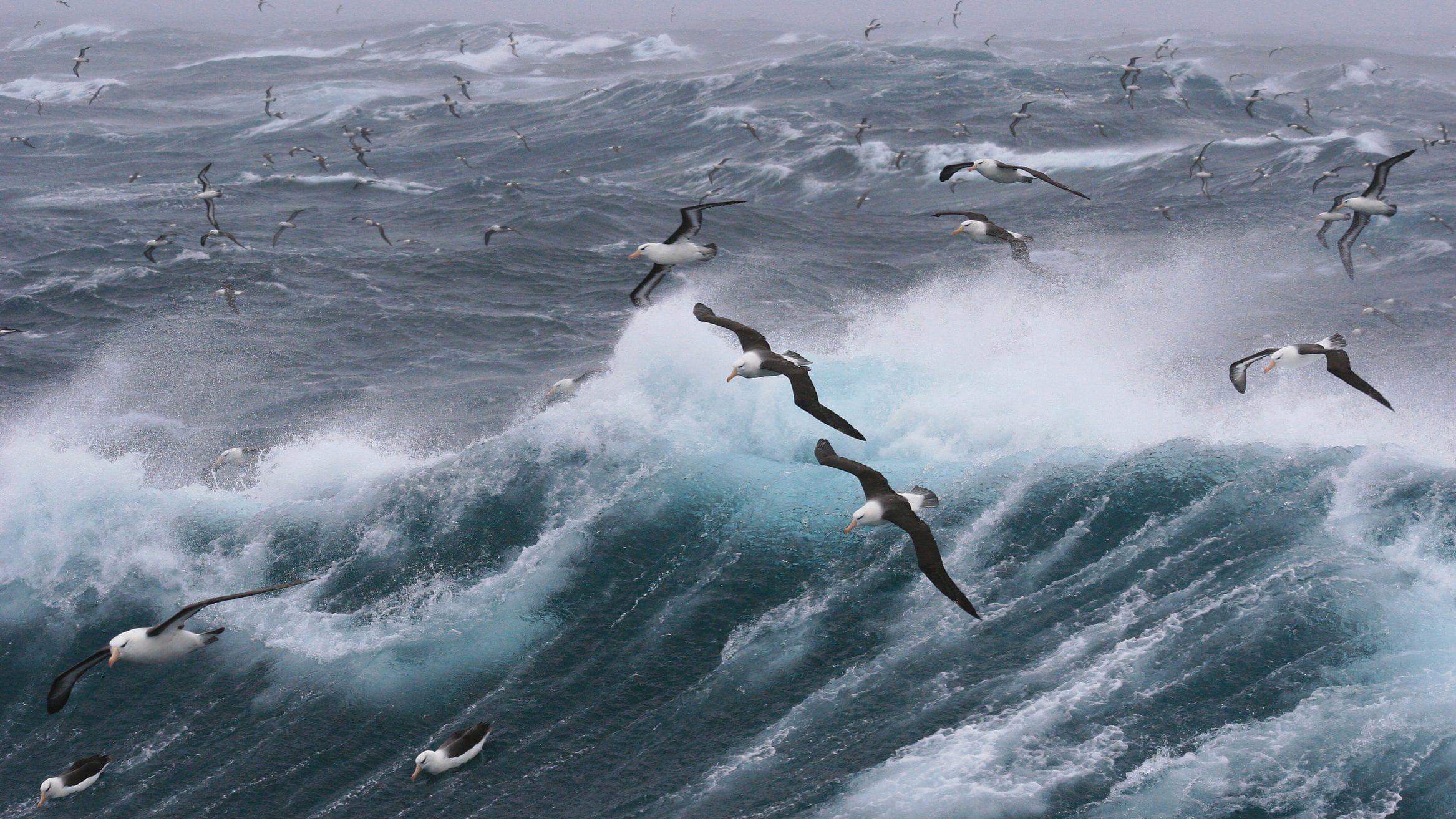 UN biodiversity targets