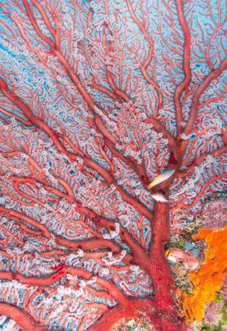 reef fish coral triangle chris leidy underwater photographer