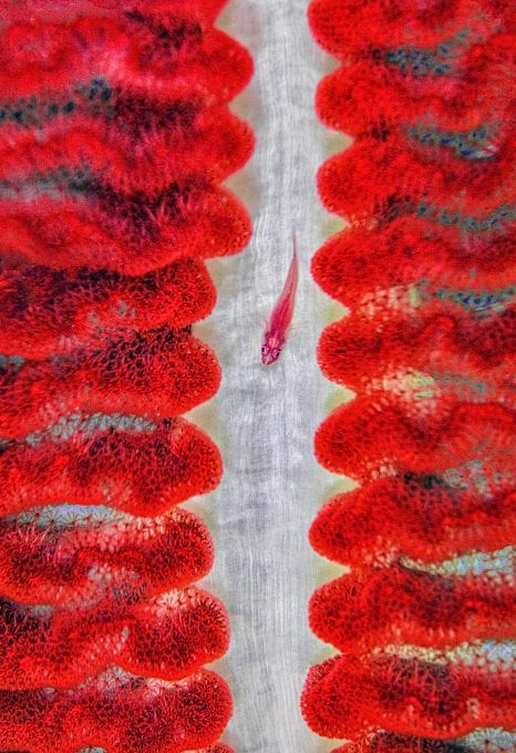 red coral triangle chris leidy underwater photographer
