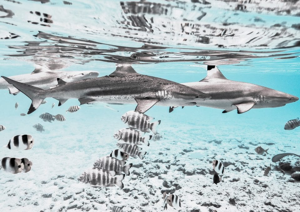 reef sharks coral triangle chris leidy underwater photographer