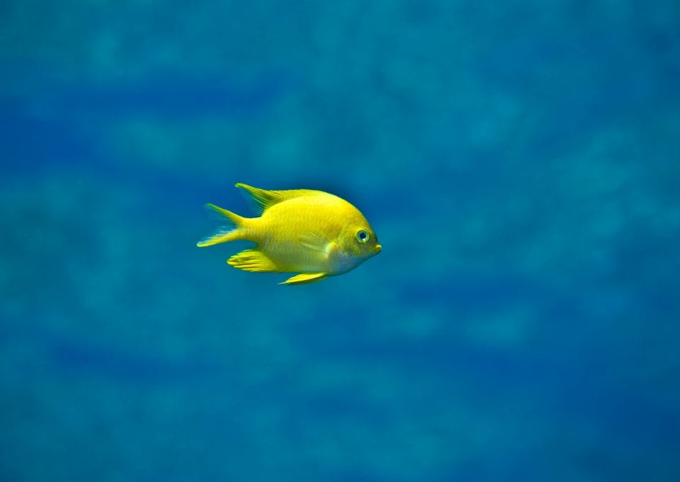 yellow fish coral triangle chris leidy underwater photographer