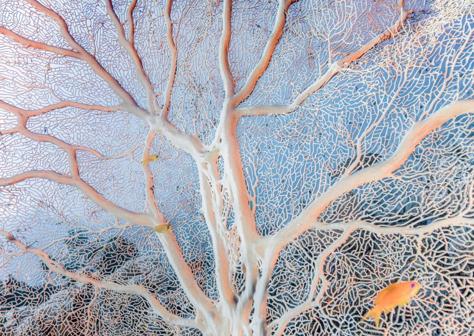 coral fan coral triangle chris leidy underwater photographer