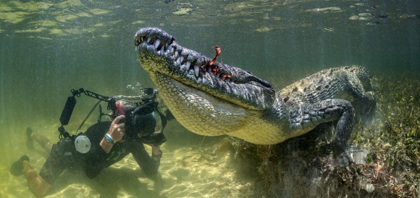 American Crocodiles Banco Cinchorro Mexico wildlife photographer