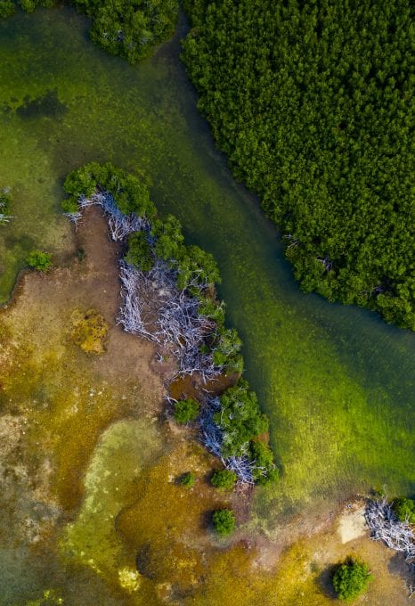 American Crocodiles Banco Cinchorro Mexico drone