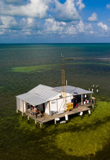American Crocodiles Banco Cinchorro Mexico fishing huts
