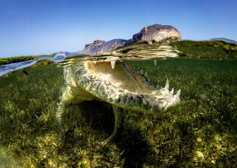 American Crocodiles Banco Cinchorro Mexico split shot
