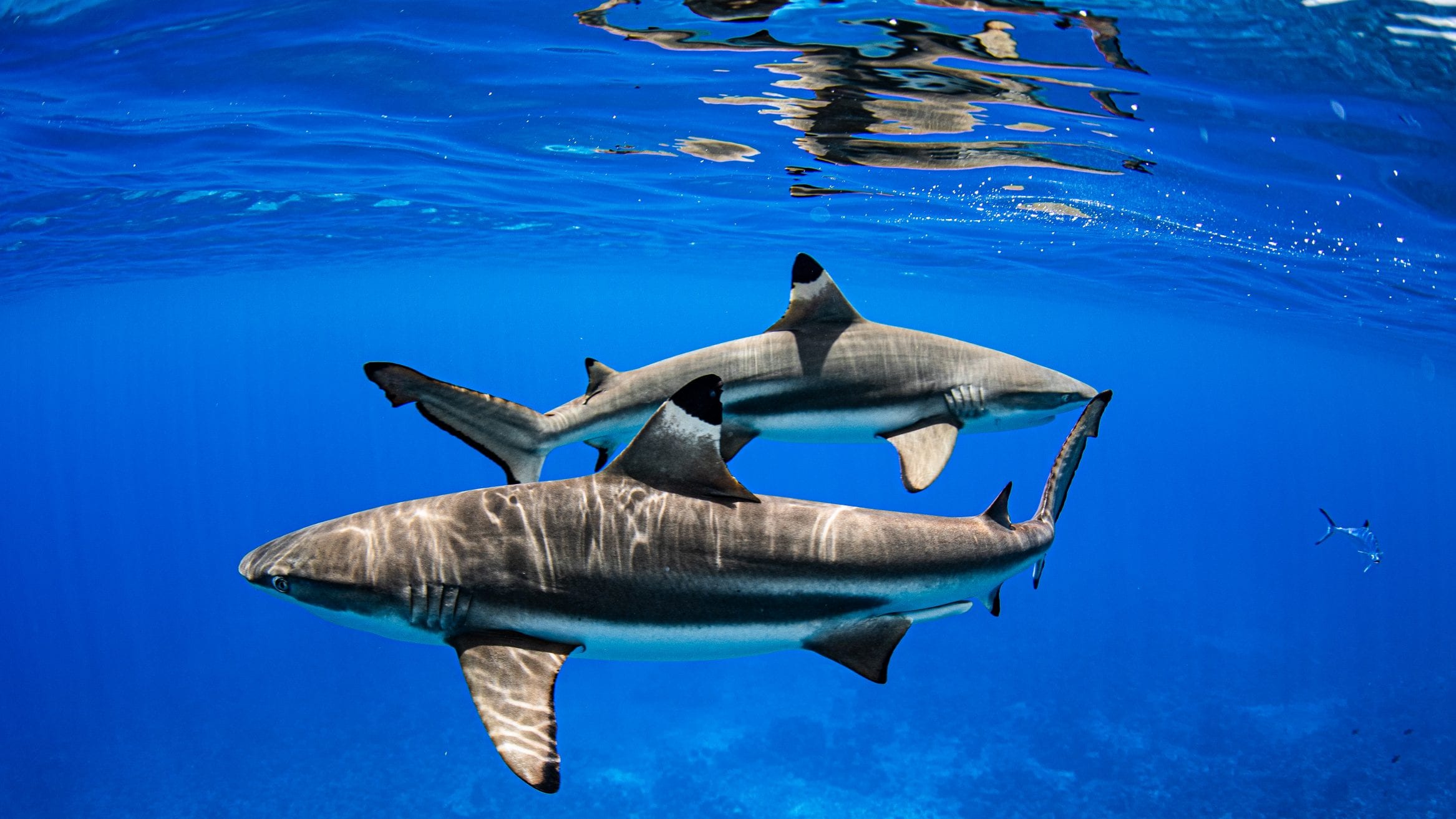 fins naturally attached