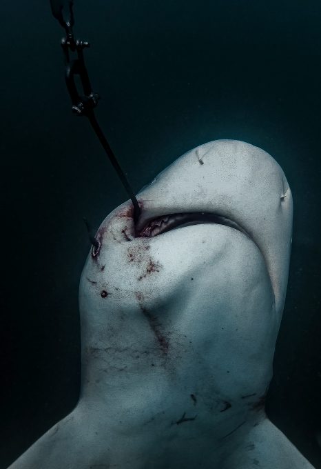 shark net shark culling Australia hooked