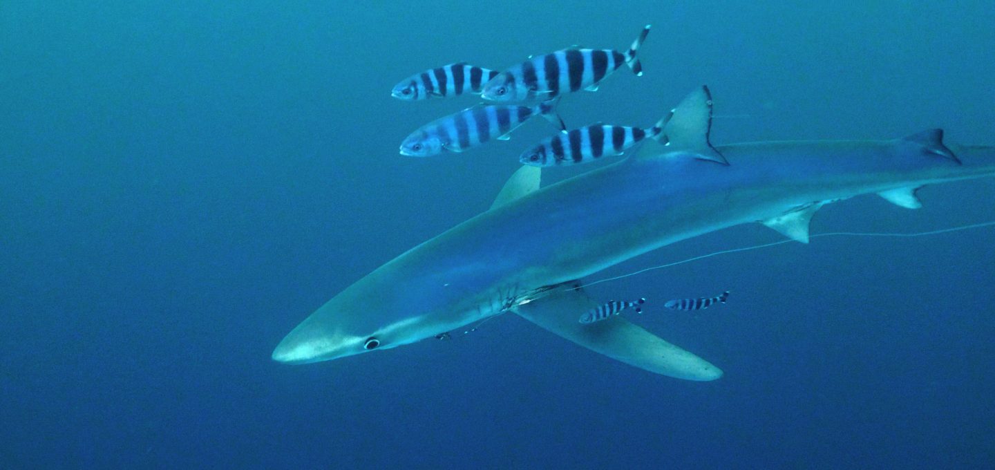 Balearics blue shark sharkmed pilot fish