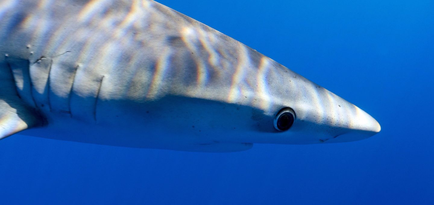 Balearics blue shark sharkmed