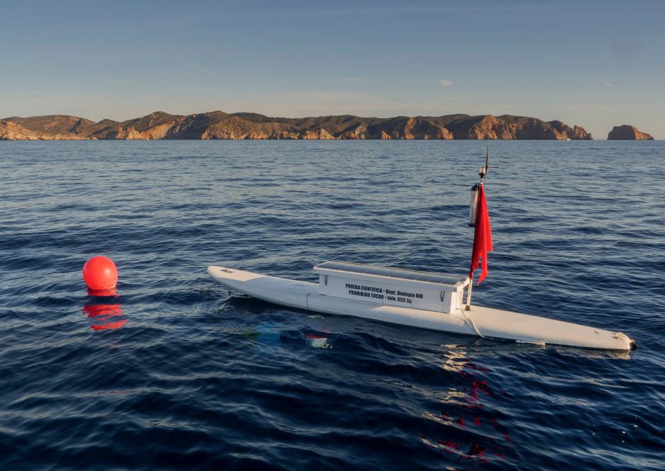 Balearics blue shark sharkmed monitoring Mediterranean