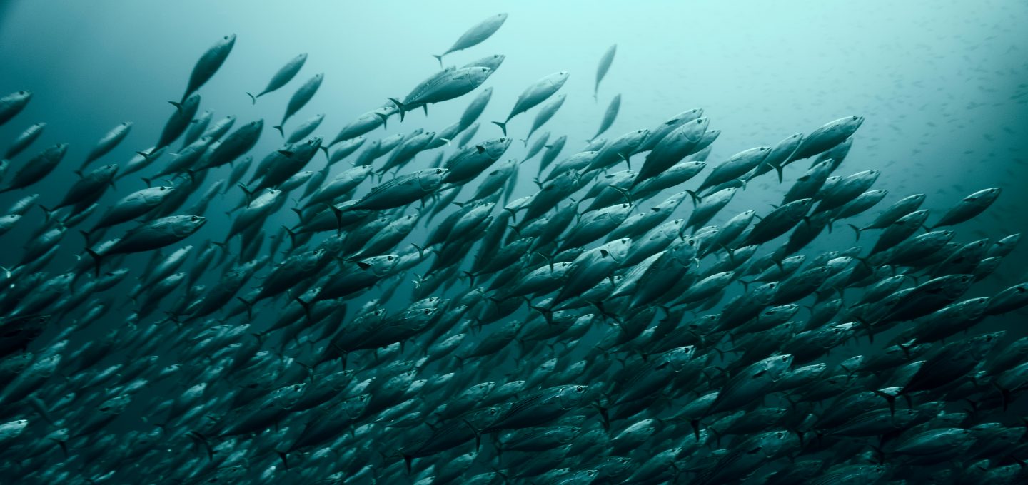Revillagigedo Islands bait fish