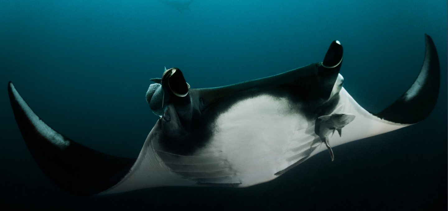 Revillagigedo Islands manta