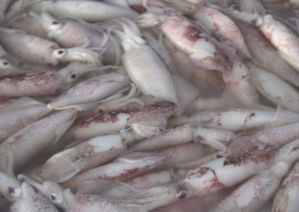 The Outlaw Ocean Korean Ghost Ships Squid