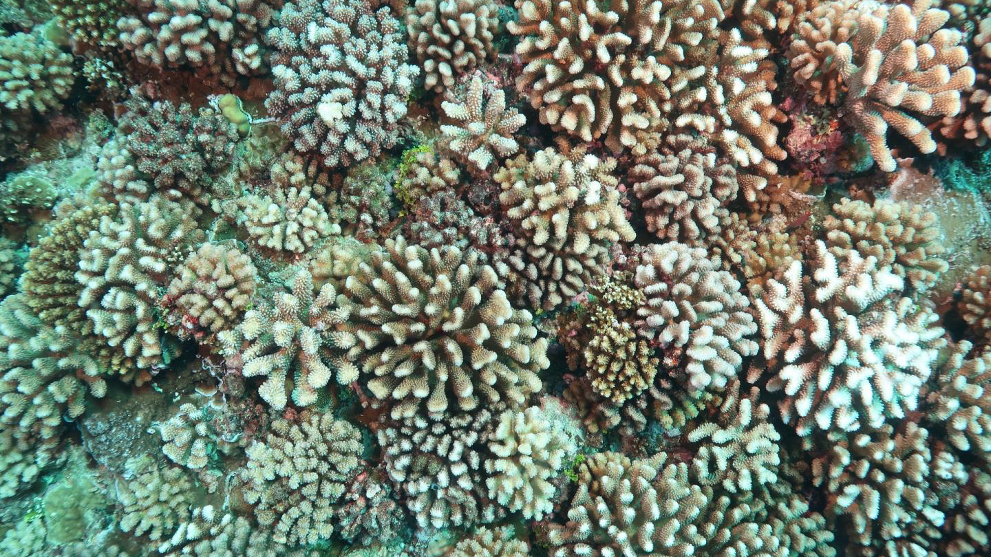 coral bleaching virus role Oregon