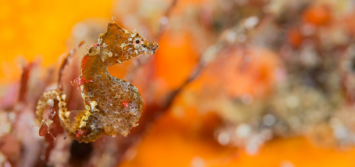 New pygmy seahorses Dr Richard Smith