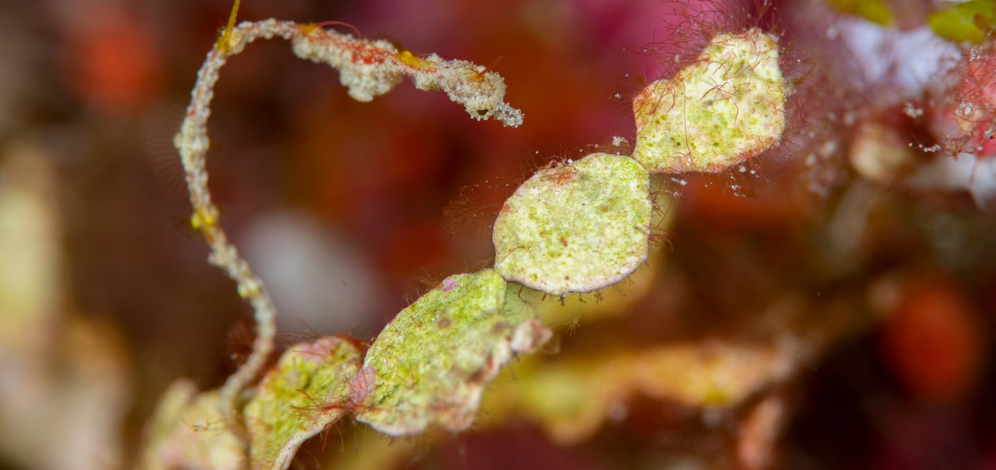 New pygmy seahorses Dr Richard Smith