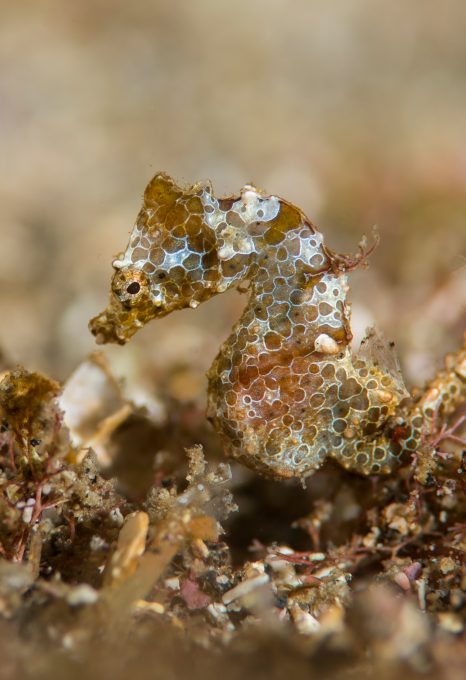 New pygmy seahorses Dr Richard Smith macro
