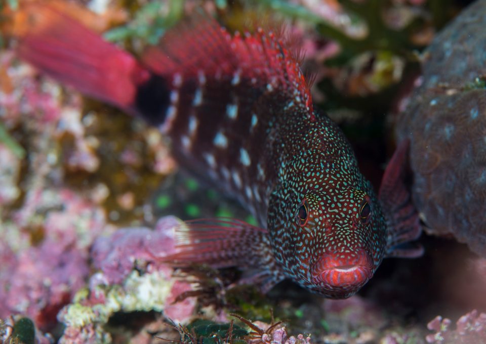New pygmy seahorses Dr Richard Smith fish