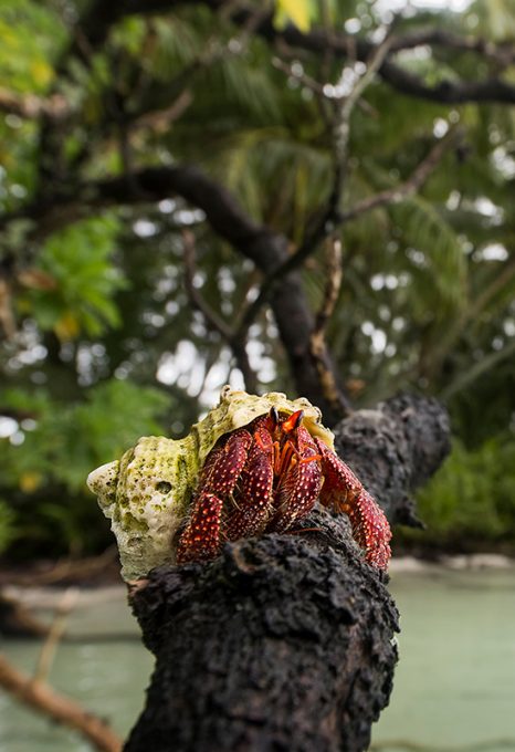 hermit crab Global Fishing Watch Marine Protected Areas