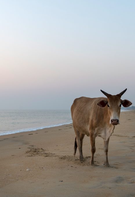 Dr Asha de Vos Sri Lanka blue whales cow