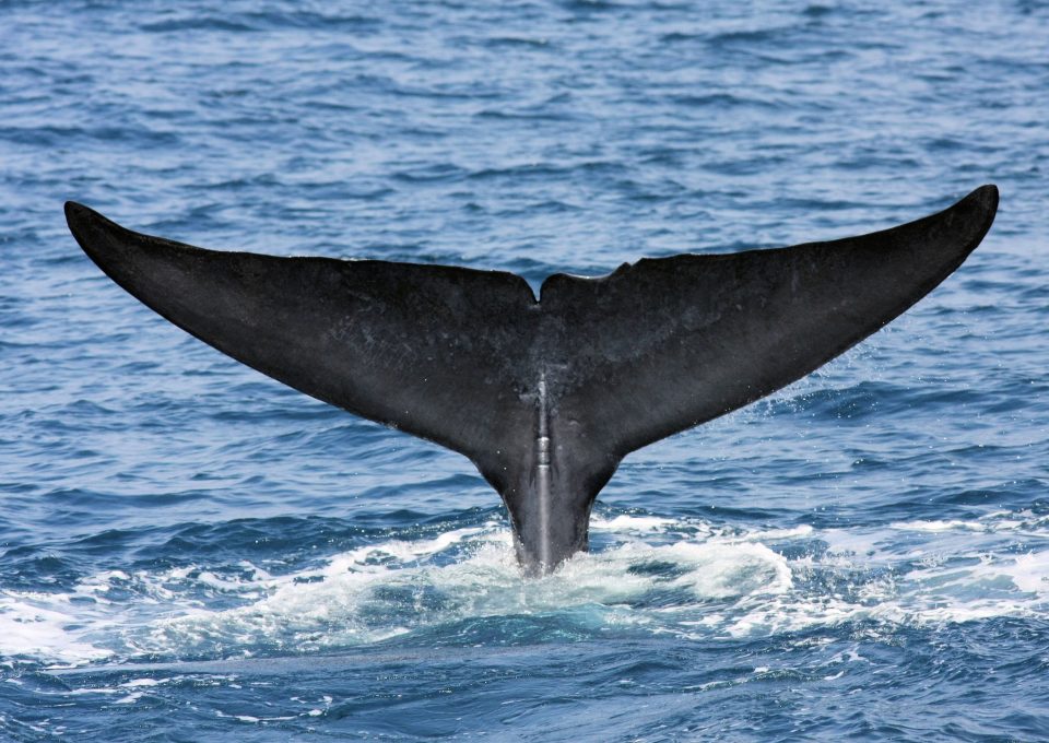Dr Asha de Vos Sri Lanka blue whales fluke
