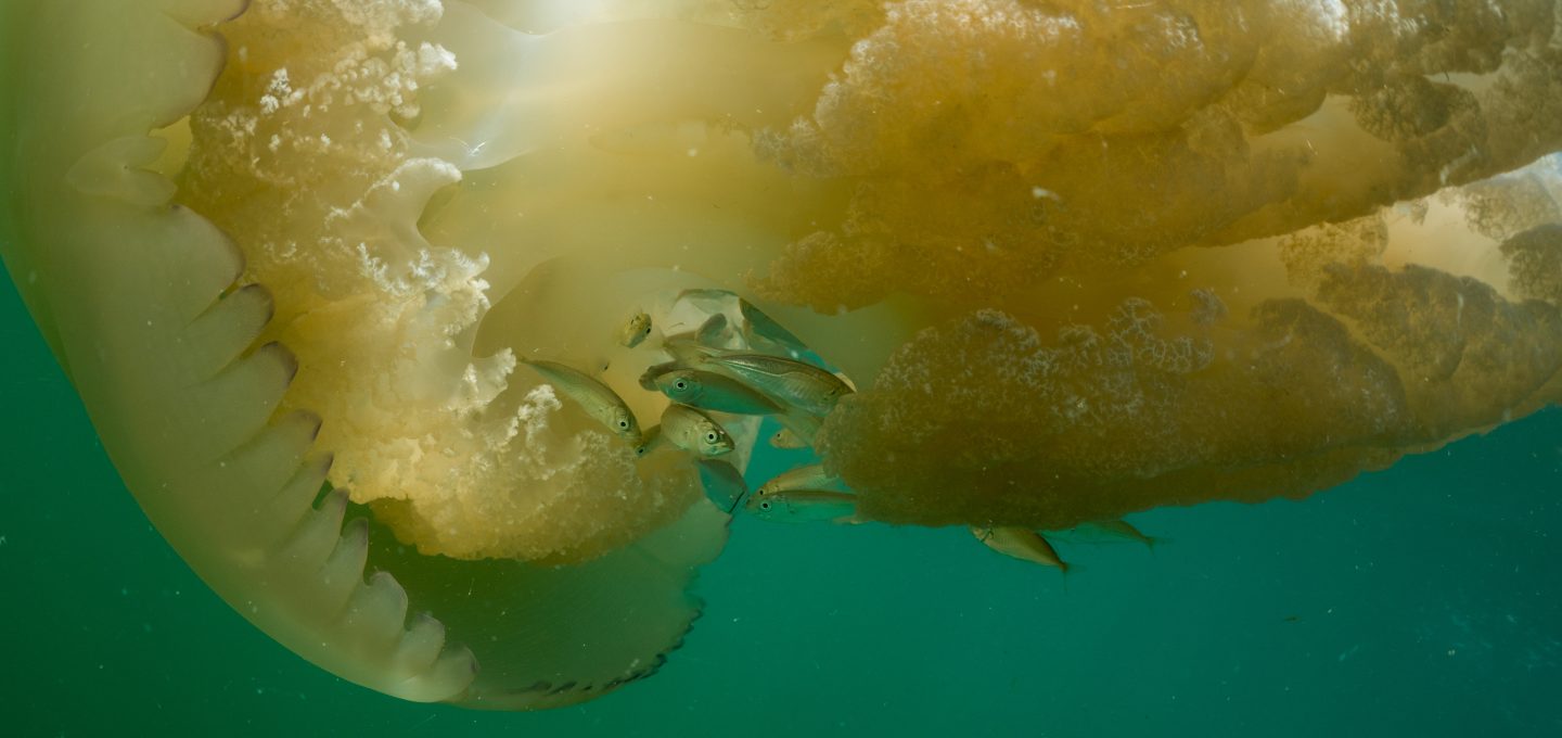 Lou Luddington sailing jellyfish