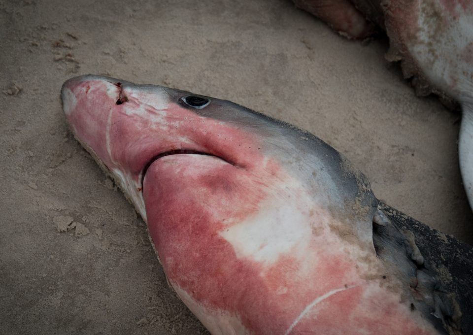 Shark fishing Republic of Congo TRAFFIC