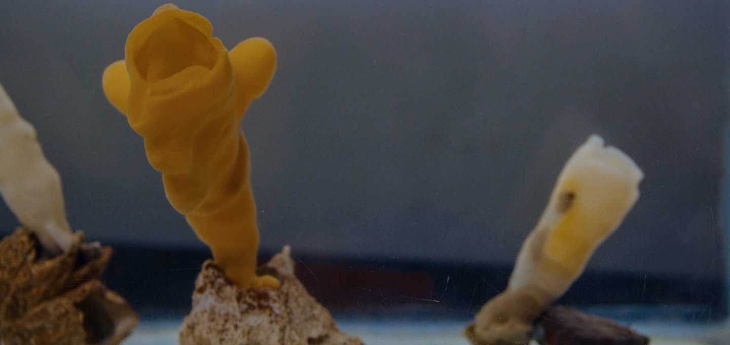 glass sponge reef howe sound british columbia oceanwise