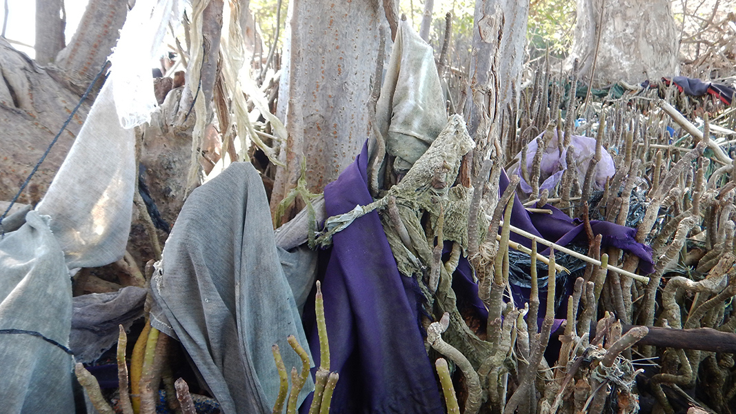 mangrove forests plastic pollution Java