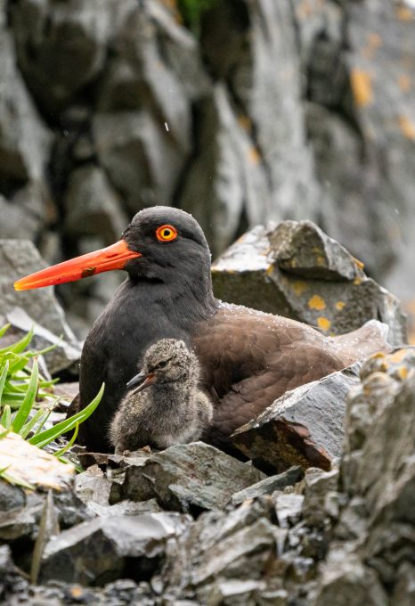 Triangle Island Ryan Tidman seabird