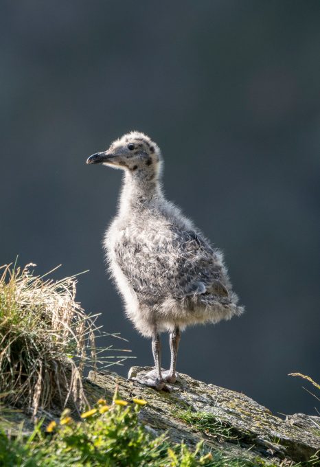 Triangle Island Ryan Tidman chick